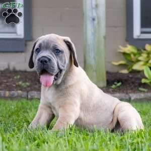 Ivanka, Cane Corso Puppy